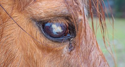 Artificial intelligence to identify equine ocular disease